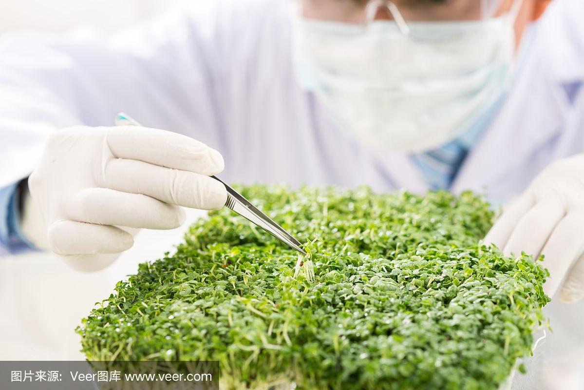 转基因工厂的质量检查 基因工程视角下的精密防线