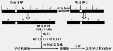 基因工程限制酶使用与作用机制分析