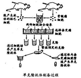 浙科版2014上基因工程 生物技术的安全性与伦理问题解析